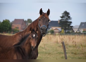 Oldenburgo, Semental, 1 año, 170 cm, Castaño
