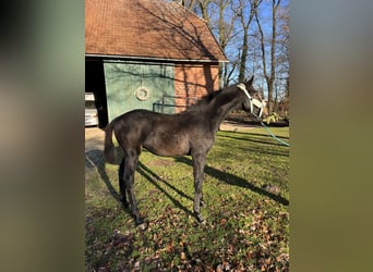 Oldenburgo, Semental, 1 año, 170 cm, Castaño