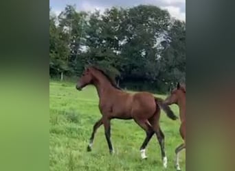 Oldenburgo, Semental, 1 año, 170 cm, Castaño
