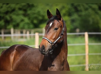 Oldenburgo, Semental, 1 año, 170 cm, Castaño oscuro