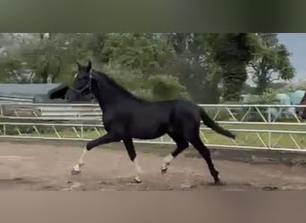 Oldenburgo, Semental, 1 año, 172 cm, Negro