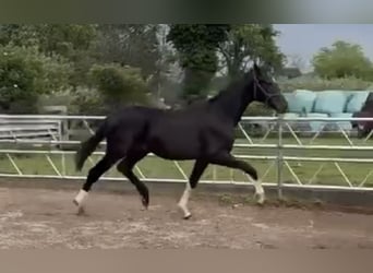 Oldenburgo, Semental, 1 año, 172 cm, Negro