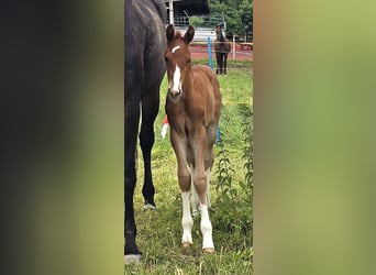 Oldenburgo, Semental, 1 año, 173 cm, Alazán-tostado