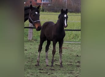 Oldenburgo, Semental, 1 año, 173 cm, Negro