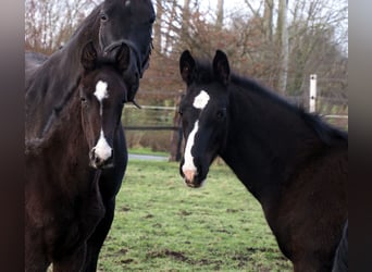 Oldenburgo, Semental, 1 año, 173 cm, Negro