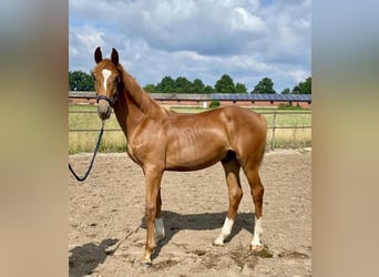 Oldenburgo, Semental, 1 año, 174 cm, Alazán