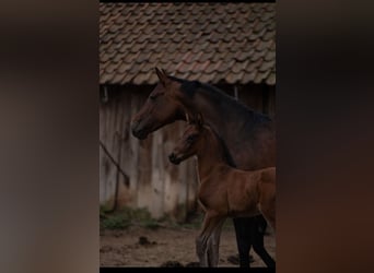 Oldenburgo, Semental, 1 año, 174 cm, Castaño