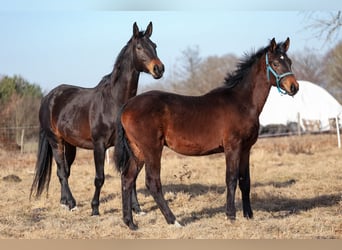 Oldenburgo, Semental, 1 año, 175 cm, Castaño oscuro