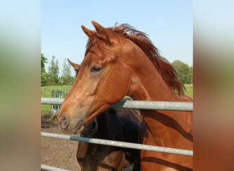 Oldenburgo, Semental, 1 año, Alazán-tostado
