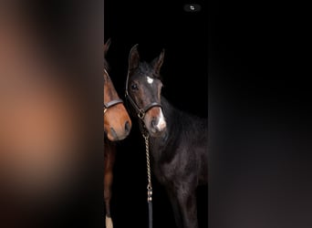 Oldenburgo, Semental, 1 año