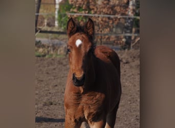 Oldenburgo, Semental, 1 año, Castaño