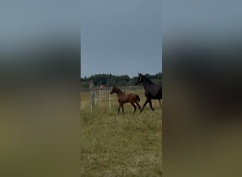 Oldenburgo, Semental, 1 año, Castaño