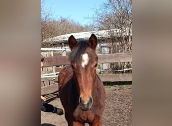 Oldenburgo, Semental, 1 año, Castaño