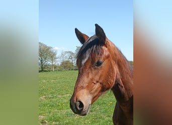 Oldenburgo, Semental, 1 año, Castaño