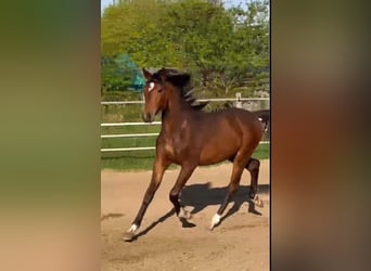 Oldenburgo, Semental, 1 año, Castaño