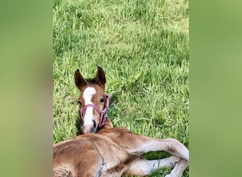 Oldenburgo, Semental, 1 año, Castaño