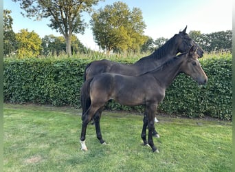 Oldenburgo, Semental, 1 año, Morcillo