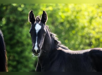 Oldenburgo, Semental, 1 año, Negro