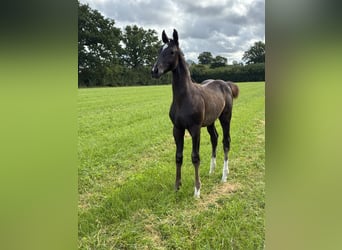 Oldenburgo, Semental, 1 año, Negro