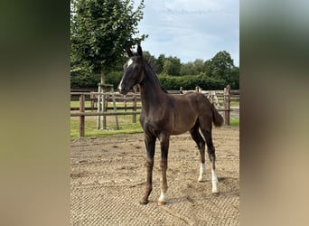 Oldenburgo, Semental, 1 año, Negro