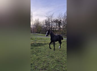 Oldenburgo, Semental, 1 año, Negro