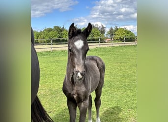 Oldenburgo, Semental, 1 año, Negro