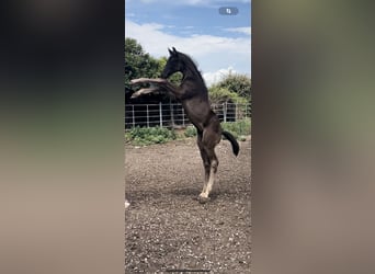 Oldenburgo, Semental, 1 año, Negro