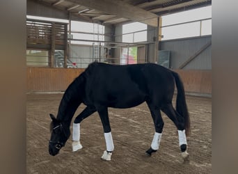Oldenburgo, Semental, 2 años, 162 cm, Negro