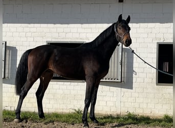 Oldenburgo, Semental, 2 años, 163 cm, Castaño oscuro