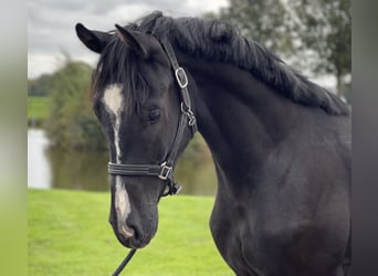 Oldenburgo, Semental, 2 años, 163 cm, Negro