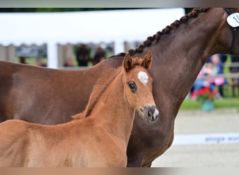 Oldenburgo, Semental, 2 años, 165 cm, Alazán-tostado