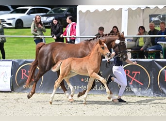 Oldenburgo, Semental, 2 años, 165 cm, Alazán-tostado