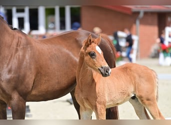 Oldenburgo, Semental, 2 años, 165 cm, Alazán-tostado