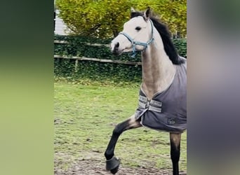 Oldenburgo, Semental, 2 años, 165 cm, Buckskin/Bayo