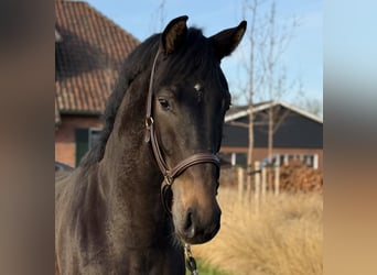 Oldenburgo, Semental, 2 años, 165 cm, Castaño oscuro