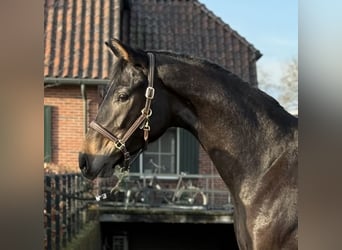 Oldenburgo, Semental, 2 años, 165 cm, Castaño oscuro