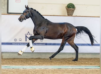Oldenburgo, Semental, 2 años, 165 cm, Castaño oscuro