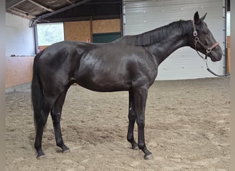 Oldenburgo, Semental, 2 años, 165 cm, Negro