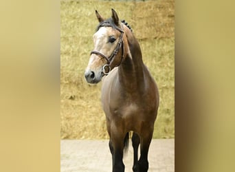 Oldenburgo, Semental, 2 años, 165 cm, Tordo
