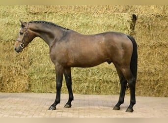 Oldenburgo, Semental, 2 años, 165 cm, Tordo