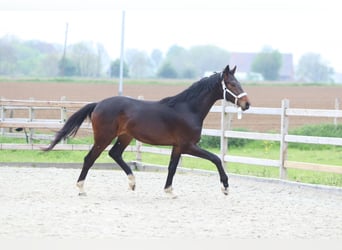 Oldenburgo, Semental, 2 años, 166 cm, Castaño