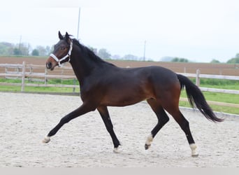 Oldenburgo, Semental, 2 años, 166 cm, Castaño
