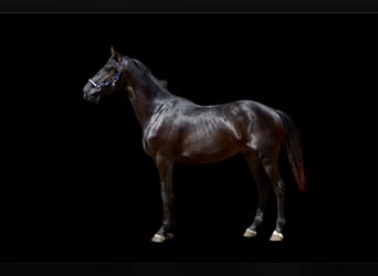 Oldenburgo, Semental, 2 años, 166 cm, Negro