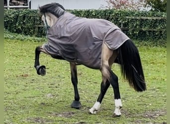 Oldenburgo, Semental, 2 años, 167 cm, Buckskin/Bayo