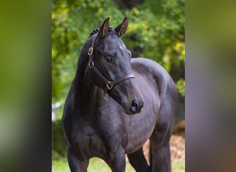 Oldenburgo, Semental, 2 años, 167 cm, Castaño oscuro