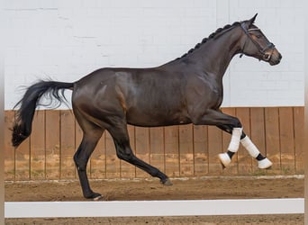 Oldenburgo, Semental, 2 años, 168 cm, Castaño oscuro