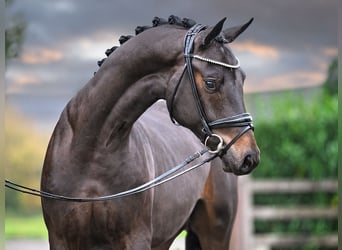 Oldenburgo, Semental, 2 años, 168 cm, Castaño oscuro