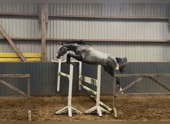 Oldenburgo, Semental, 2 años, 168 cm, Tordo