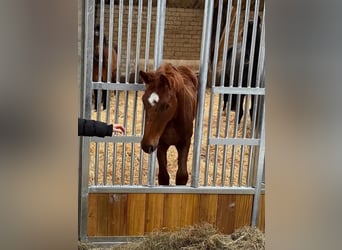 Oldenburgo, Semental, 2 años, 170 cm, Alazán