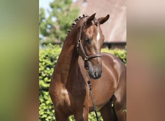 Oldenburgo, Semental, 2 años, 170 cm, Alazán-tostado